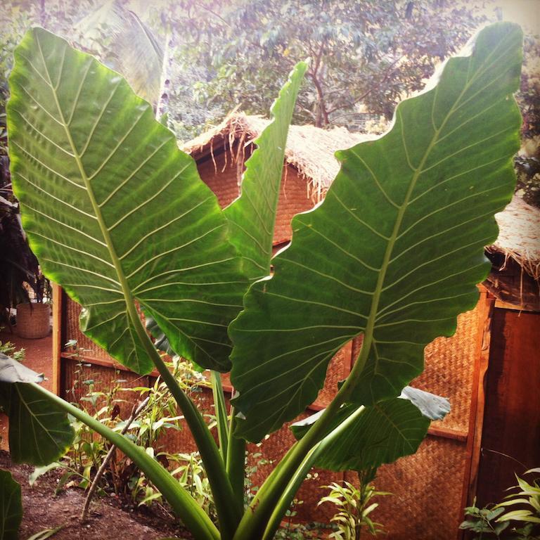 Secret Garden Resort Patnem Beach Exterior foto